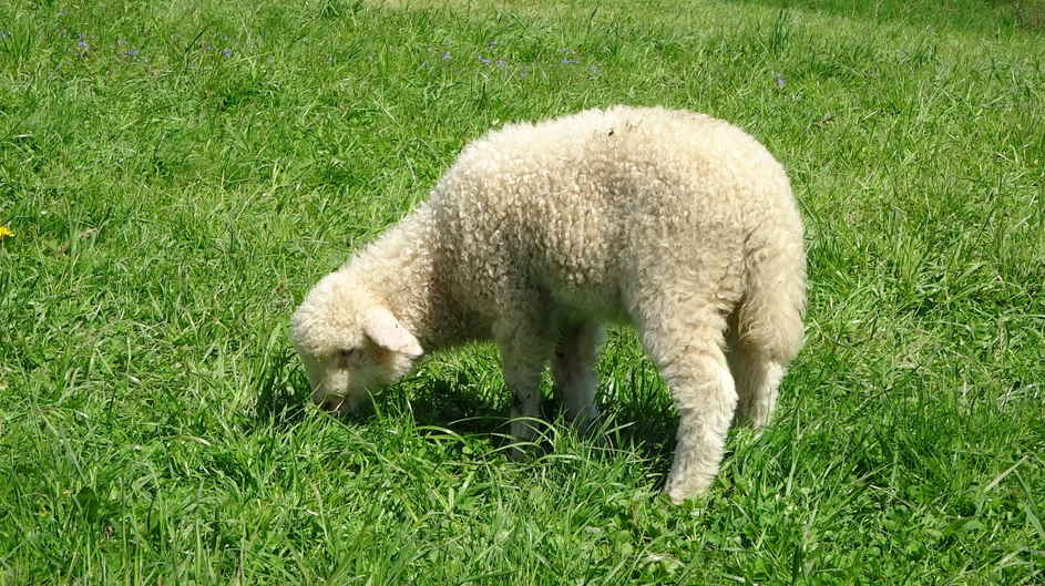 Что едят овцы