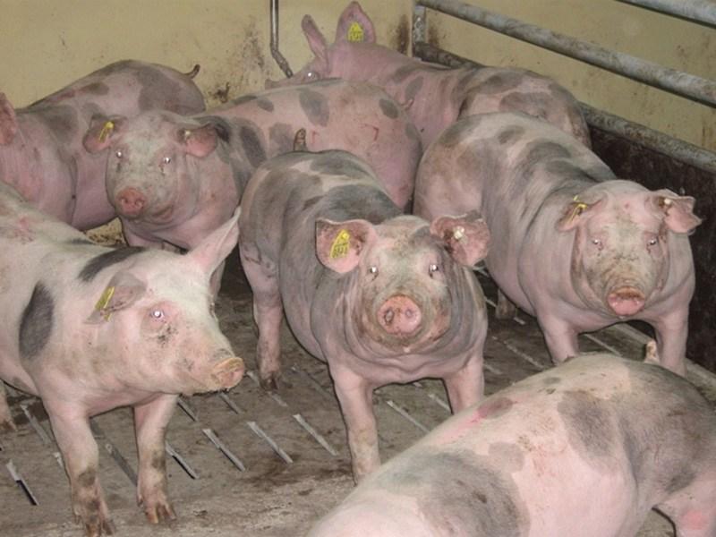 Мясная порода свиней «Пьетрен»