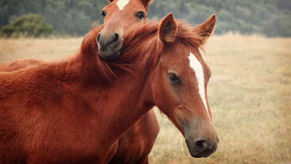 Сколько лет живут лошади в домашних условиях