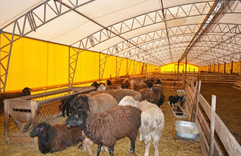 Условия и особенности содержания овец