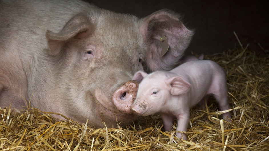 Продолжительность жизни домашней свиньи