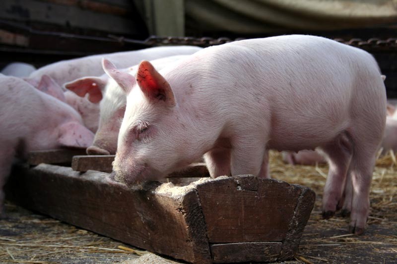 Сколько корма съедает свинья в день