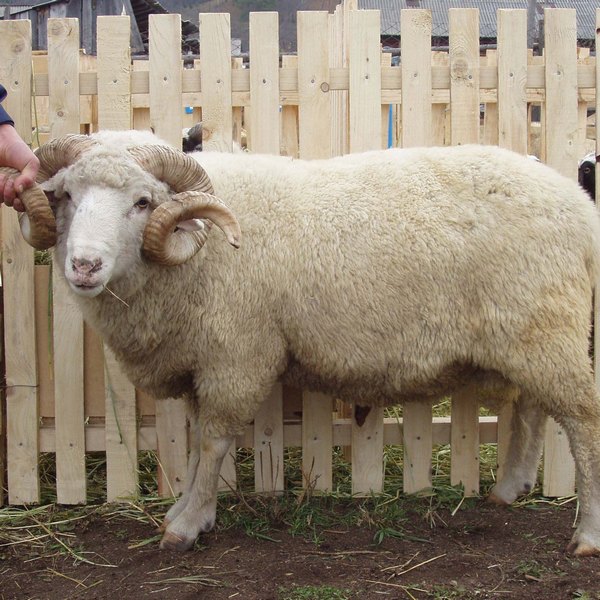 Породы алтайского края. Овца Алтайская тонкорунная. Алтайская тонкорунная порода Баранов. Горноалтайская порода овец. Алтайский меринос порода овец.