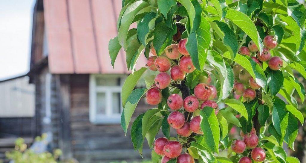 Колоновидные яблони. Посадка и уход.