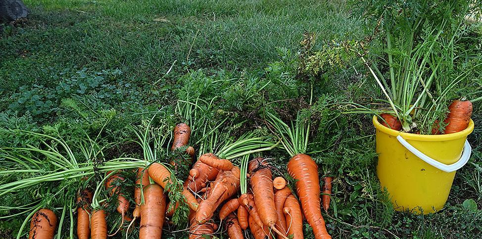 Как хранить морковь после уборки