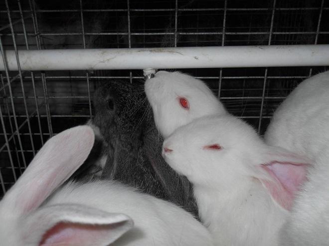 Нипельная поилка для кроликов