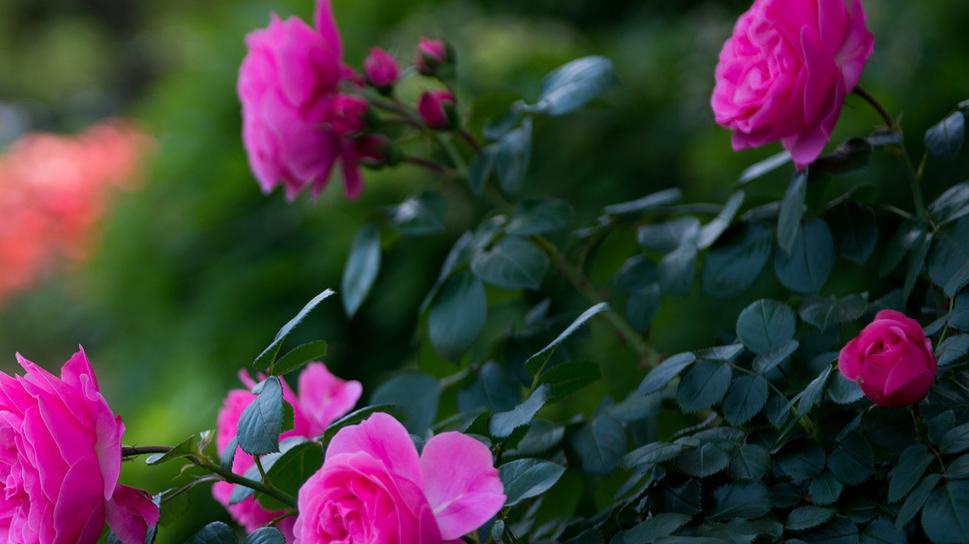 Интересные факты о прекрасной розе