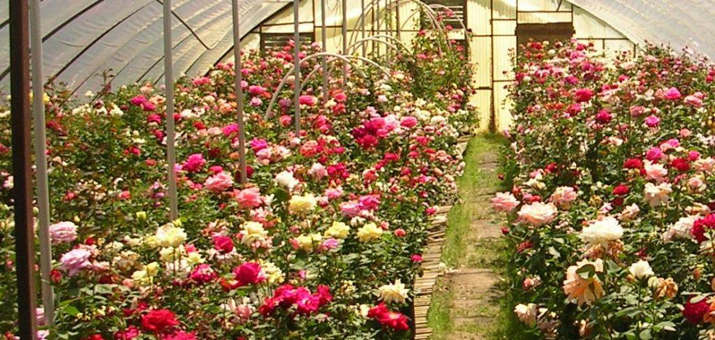 Выращивание роз в теплице