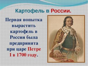 История происхождения картофеля