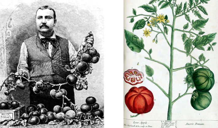 История происхождения томатов