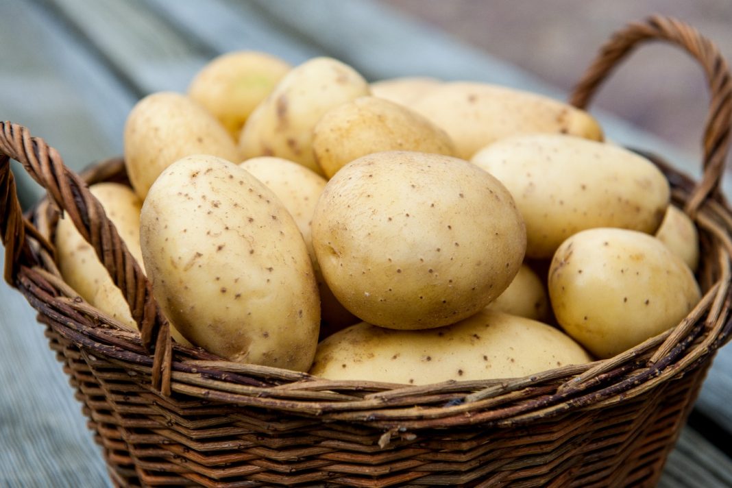 Выращивание и хранение картофеля