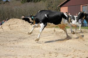 Скотоводство в Европе