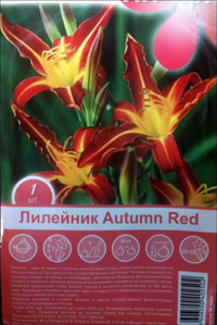 Лилейник паукообразный Autumn Red
