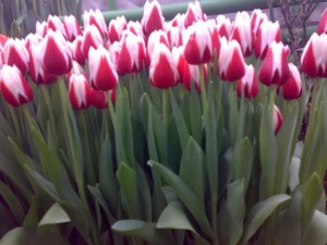 Грядки для тюльпанов
