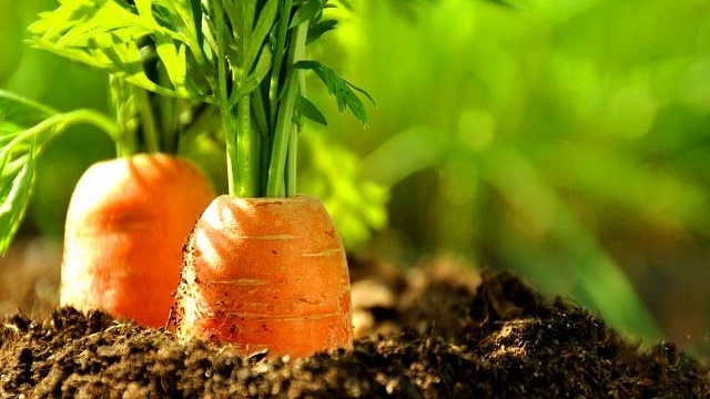 Удобрение для моркови