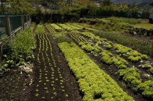Как выращивать овощи на собственном огороде?