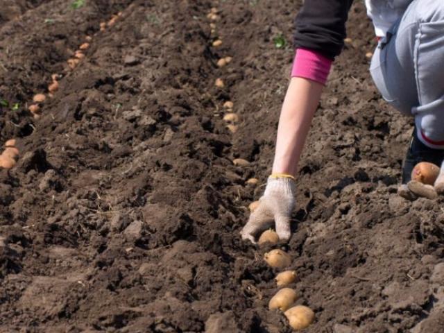 Полезные советы по посадке картофеля