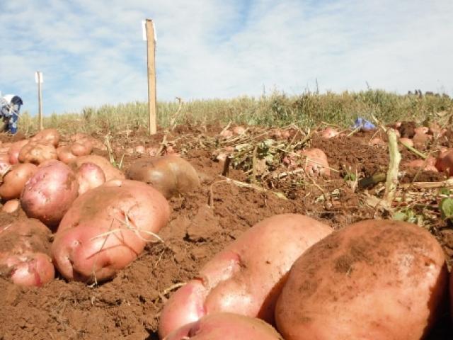 Методы экономии привозной земли под картошку