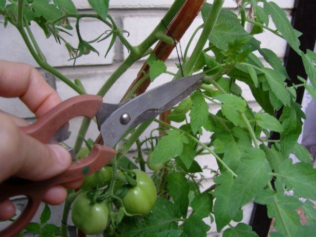 Обрезка помидор в теплице: как ее провести?