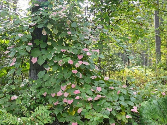 Актинидия коломикта (Actinidia kolomikta)