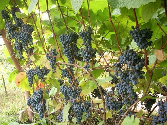 Виноград амурский (Vitis amurensis)