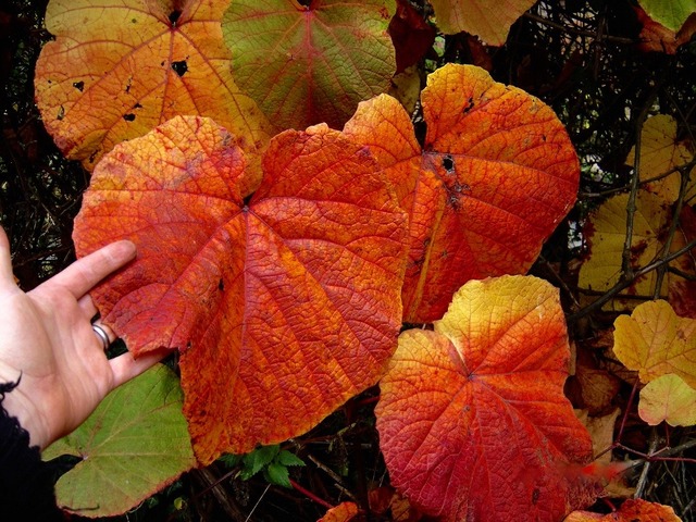 Виноград Куанье, или японский (Vitis coignetiae)