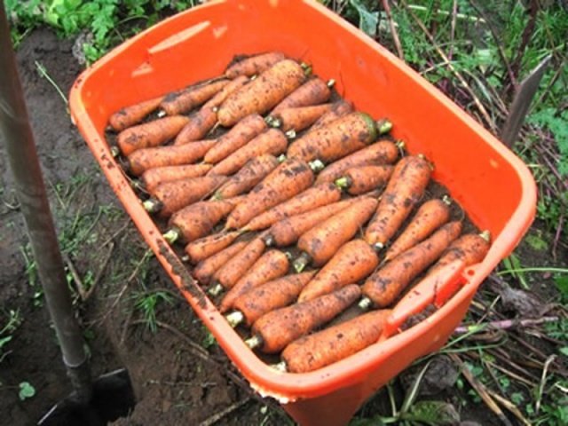 Как сохранить урожай моркови