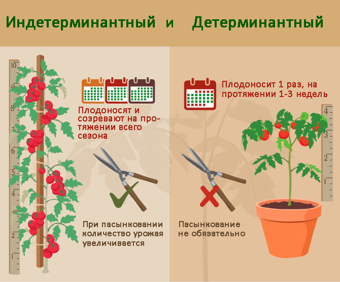 Детерминантные и индертерминантные помидоры