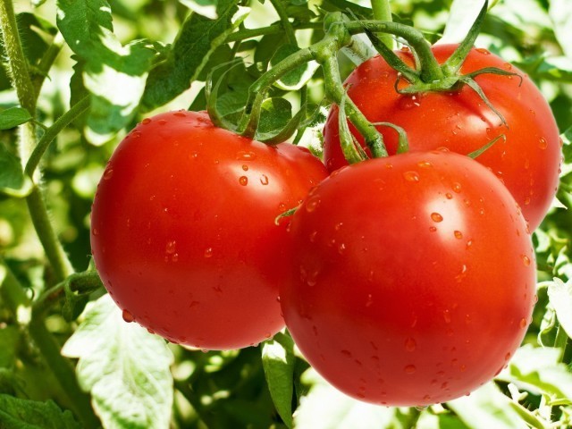 Характеристика томатов по виду и назначению