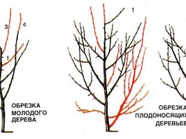 Схема обрезки яблонь