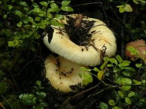 Сбор и сушка грибов на зиму. Интересные факты о грибах.