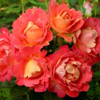Сорт розы Декор Арлекин