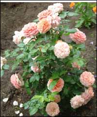 Сорт розы Чиппендейл