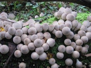 Волшебные грибы - дождевики