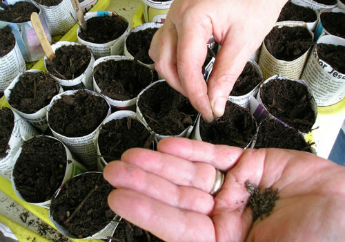 Выращивание цветной капусты из семян