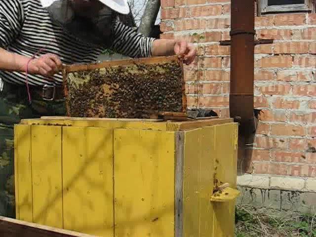 Как обновить пчелиные гнезда