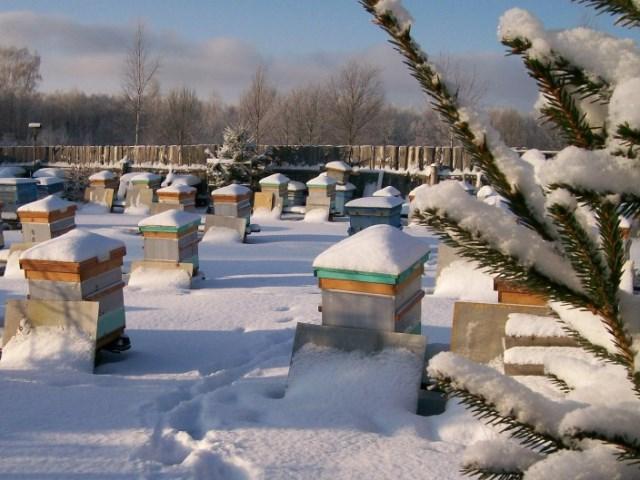 Подготовка пчел к зиме