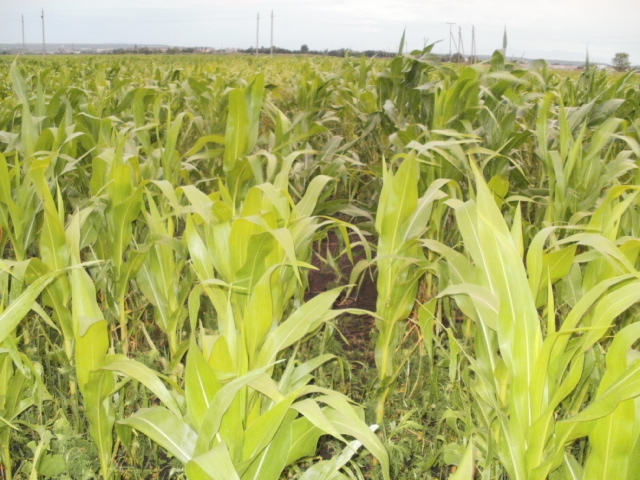 Болезни кукурузы, фото, их признаки и меры борьбы