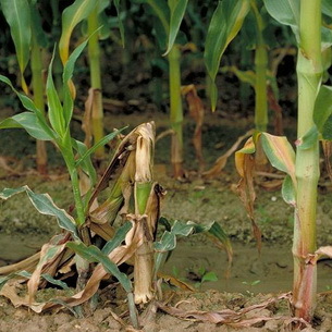 Стеблевая гниль кукурузы