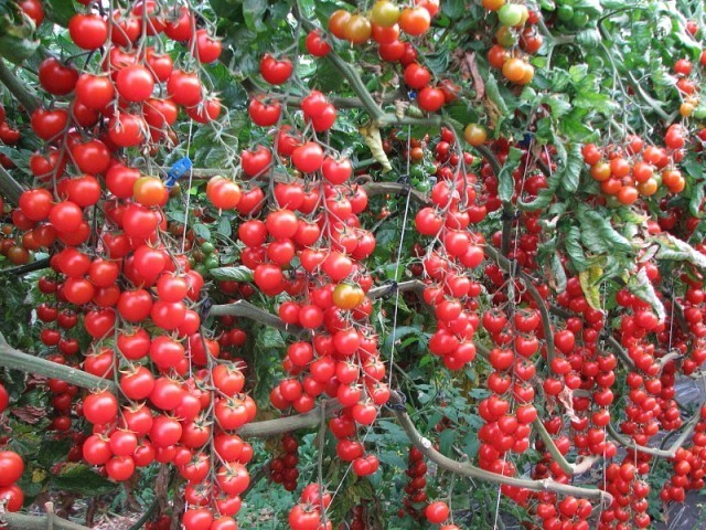 Сорта (помидор) томатов черри для выращивания на даче и дома