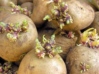 Проращивание клубней картофеля