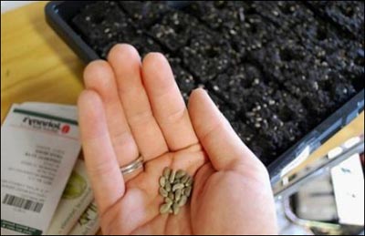 Выращивание земляники из семян