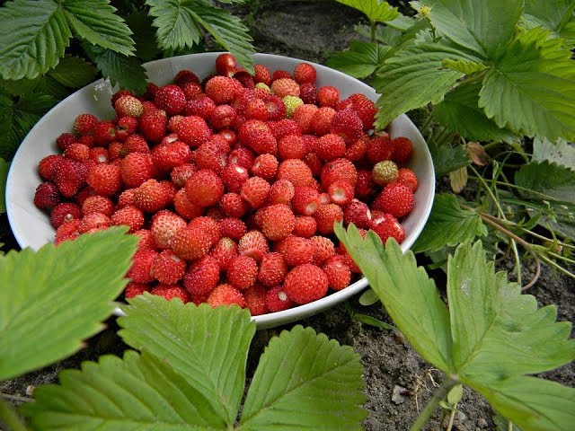 Земляника: что нужно для вкусного урожая. Правила ухода.