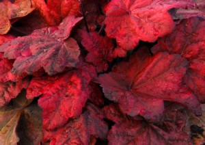 Гейхера Autumn Leaves