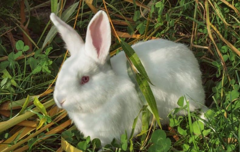 Кролик на траве