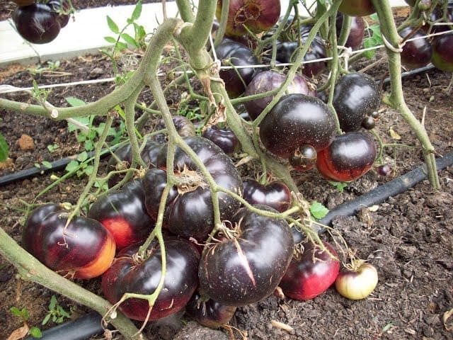 Выращивание томатов из пасынков