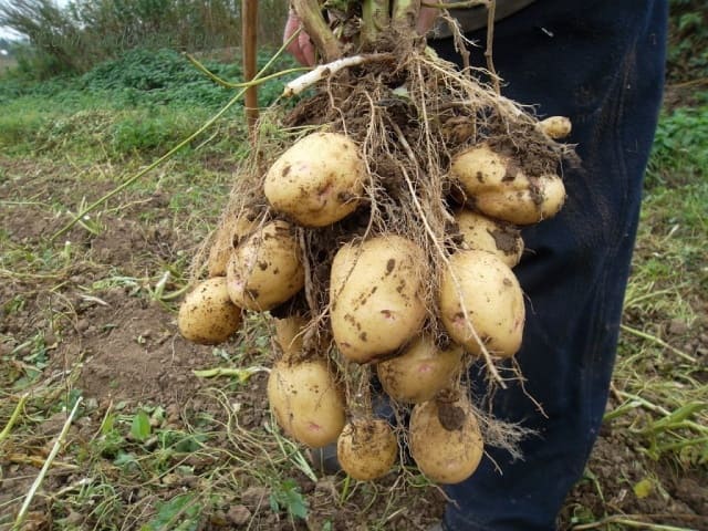 Советы при выращивании картофеля