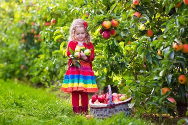 Как увеличить урожай яблок