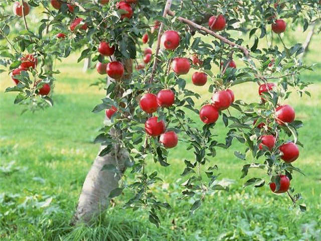 Полезные свойства яблок для здоровья и красоты
