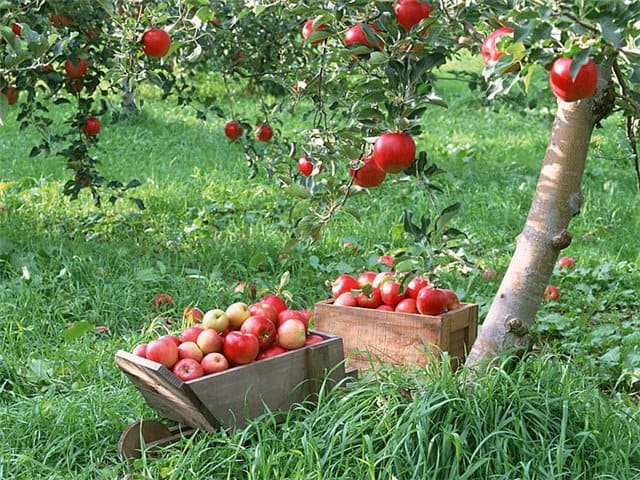 Лечебные свойства яблок